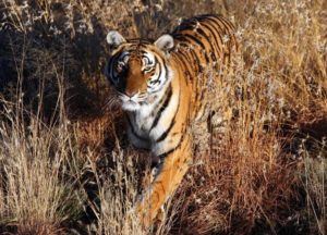 http://animal.discovery.com/tv/tiger-spy-jungle/tigers-world/south-china-tiger.html